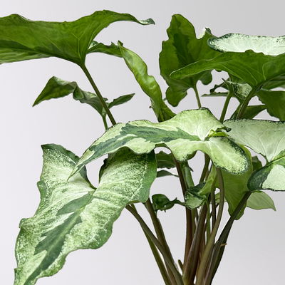 Syngonium 'Three Kings', Topf-Ø 12cm, Höhe ca. 25 cm Syngonium 'Three Kings', Topf-Ø 12cm, Höhe ca. 25 cm