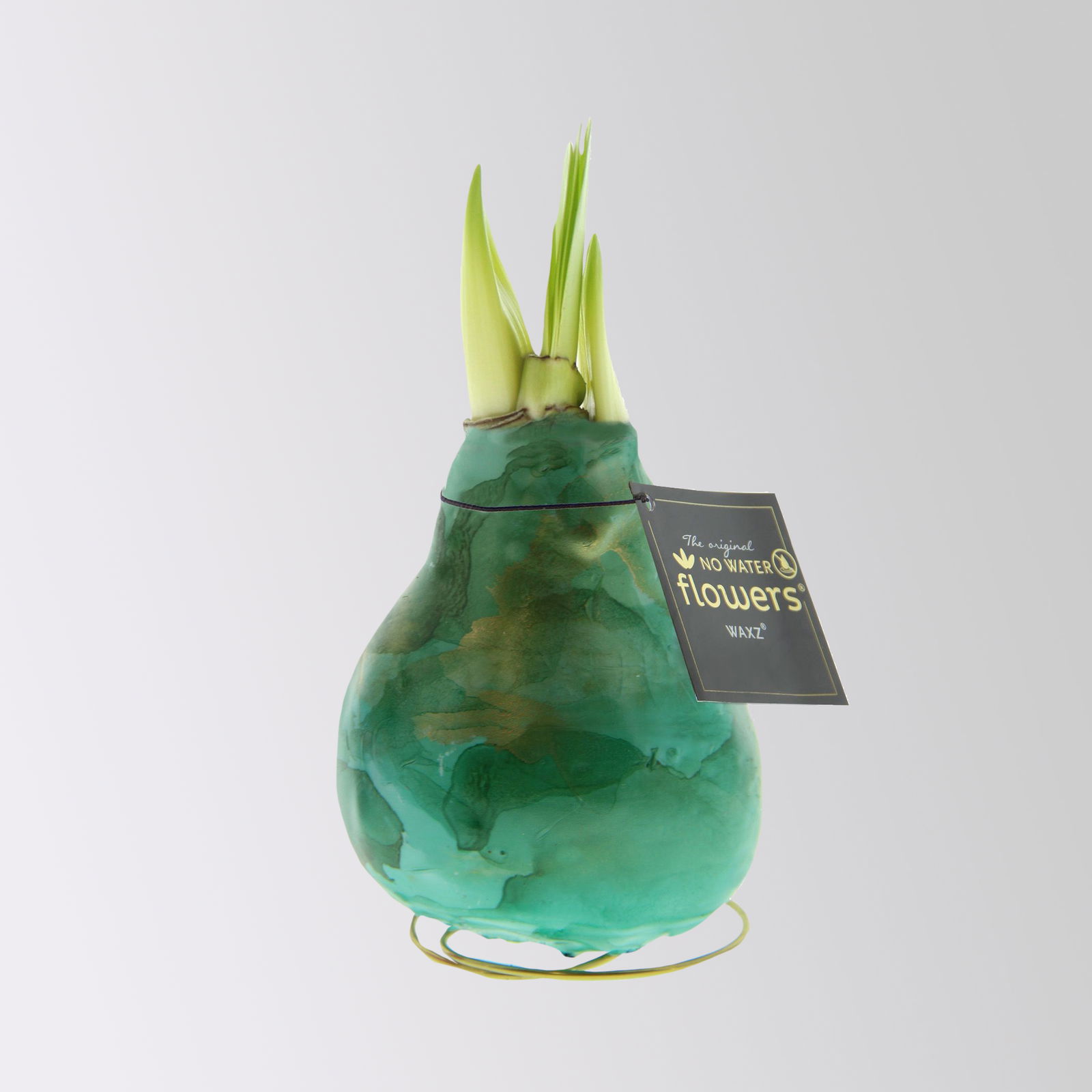 Amaryllis in Wachs, Dekor 'Univerz Jupiter' nach Verfügbarkeit, Blüte rot