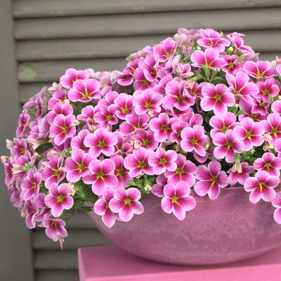 Zauberglöckchen 'Rave® Pink Barbados', rosa-pink-weiß, Topf-Ø 13 cm, 6 Pflanzen