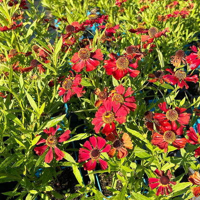 Sonnenbraut 'Rubinzwerg', Topf 11x11 cm, 3 Pflanzen