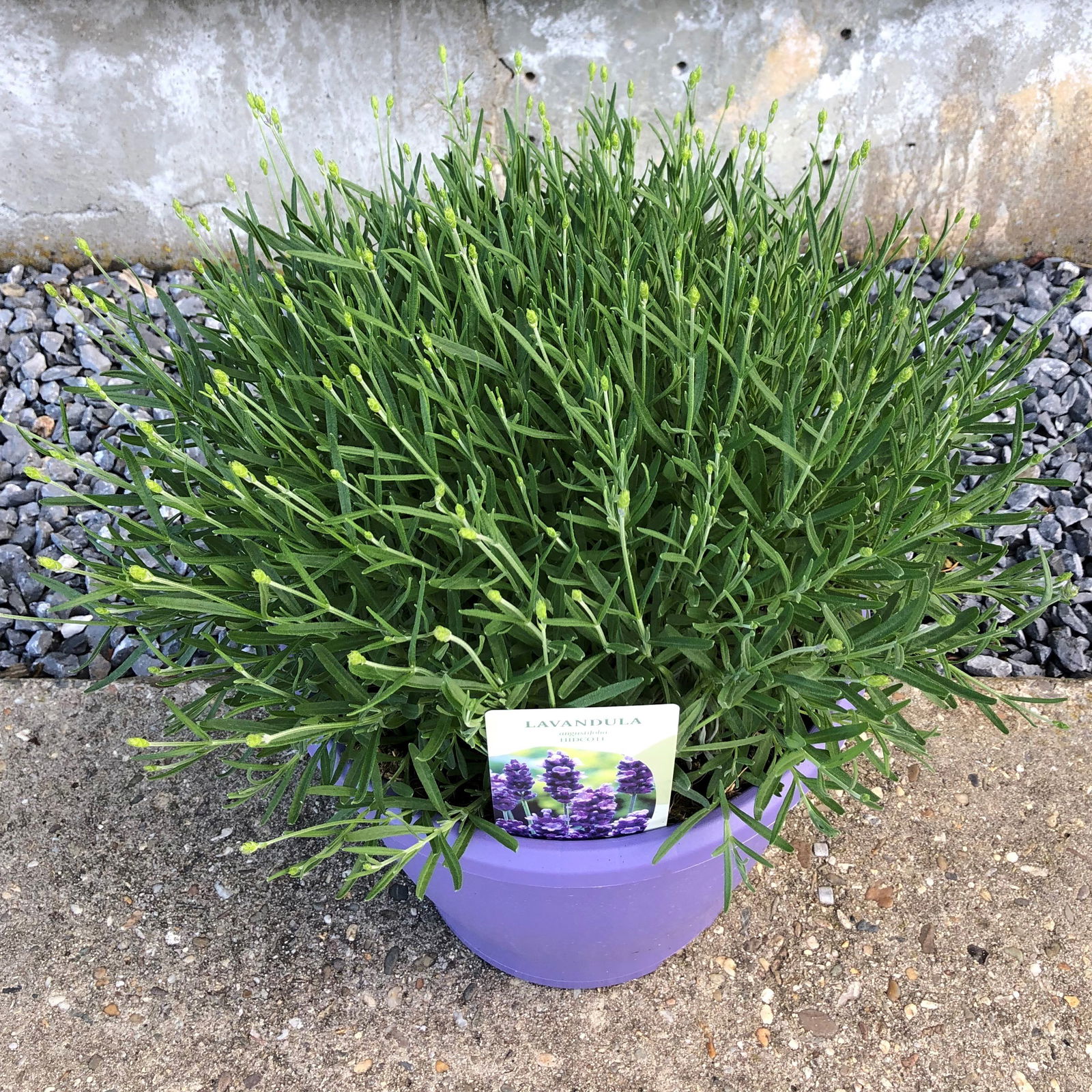 Lavendel 'Hidcote Blue', blauviolett, Topf-Ø 26 cm