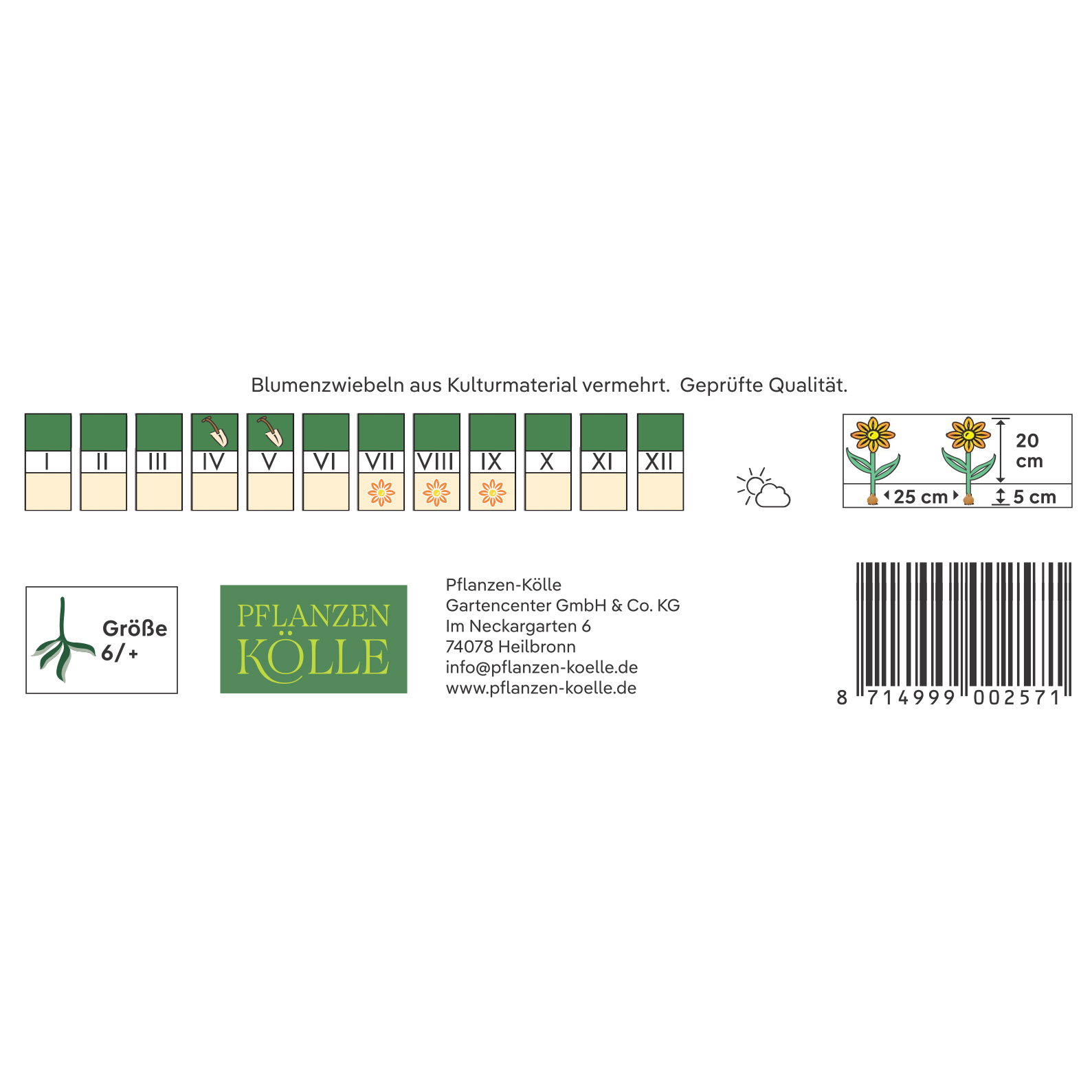 Kölles Beste Blumenknollen, Gefüllte Begonie 'Orange'