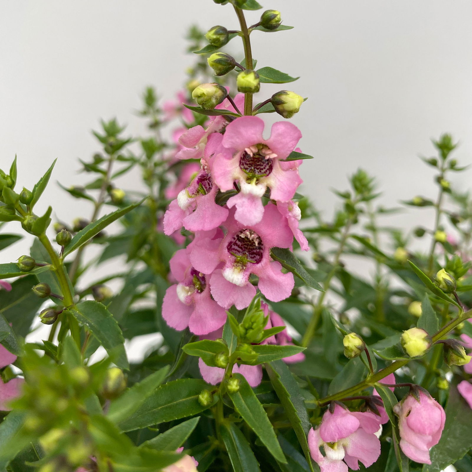 Angelonia 'Trio' rosa-weiß-lila/blau, Topf-Ø 19 cm, 2er-Set