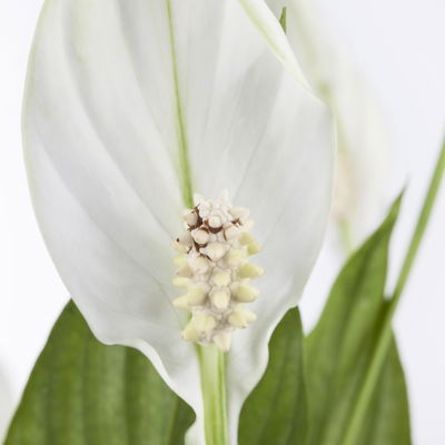 Einblatt 'Bellini' in Übertopf Vibes gelb, Topf-Ø 13 cm, Höhe ca. 30 cm Einblatt 'Bellini' in Übertopf Vibes gelb, Topf-Ø 13 cm, Höhe ca. 30 cm