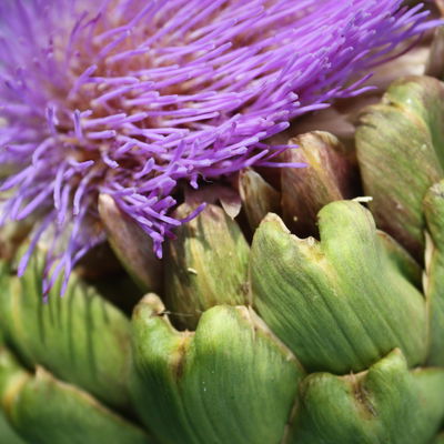 Blu Bio Artischocke F1, Topf-Ø 12 cm, 3er Set