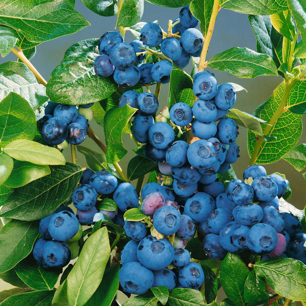 4erSet Heidelbeere, Vaccinium corymbosum 'Patriot' kaufen│PflanzenKölle