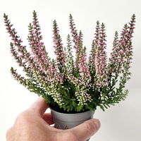 Knospenheide Mini rot, Mini, Topf-Ø 6 cm, 12 Pflanzen