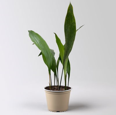 Schusterpalme, Topf-Ø 14 cm, Höhe ca. 50 cm Schusterpalme, Topf-Ø 14 cm, Höhe ca. 50 cm