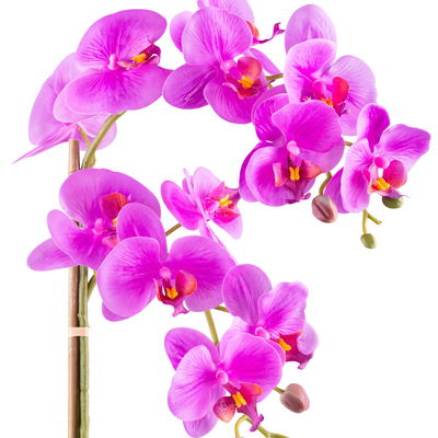 Kunstpflanze Phalaenopsis, lila, Höhe ca. 56 cm Kunstpflanze Phalaenopsis, lila, Höhe ca. 56 cm