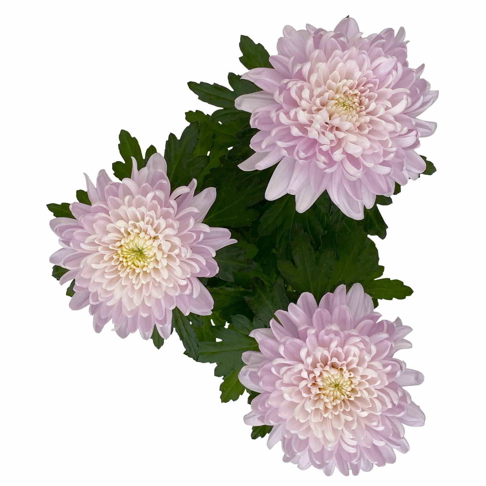 Chrysantheme 'Chrysanne® Zembla Next Pink' rosa, großbl., Topf-Ø 13cm, 6er-Set