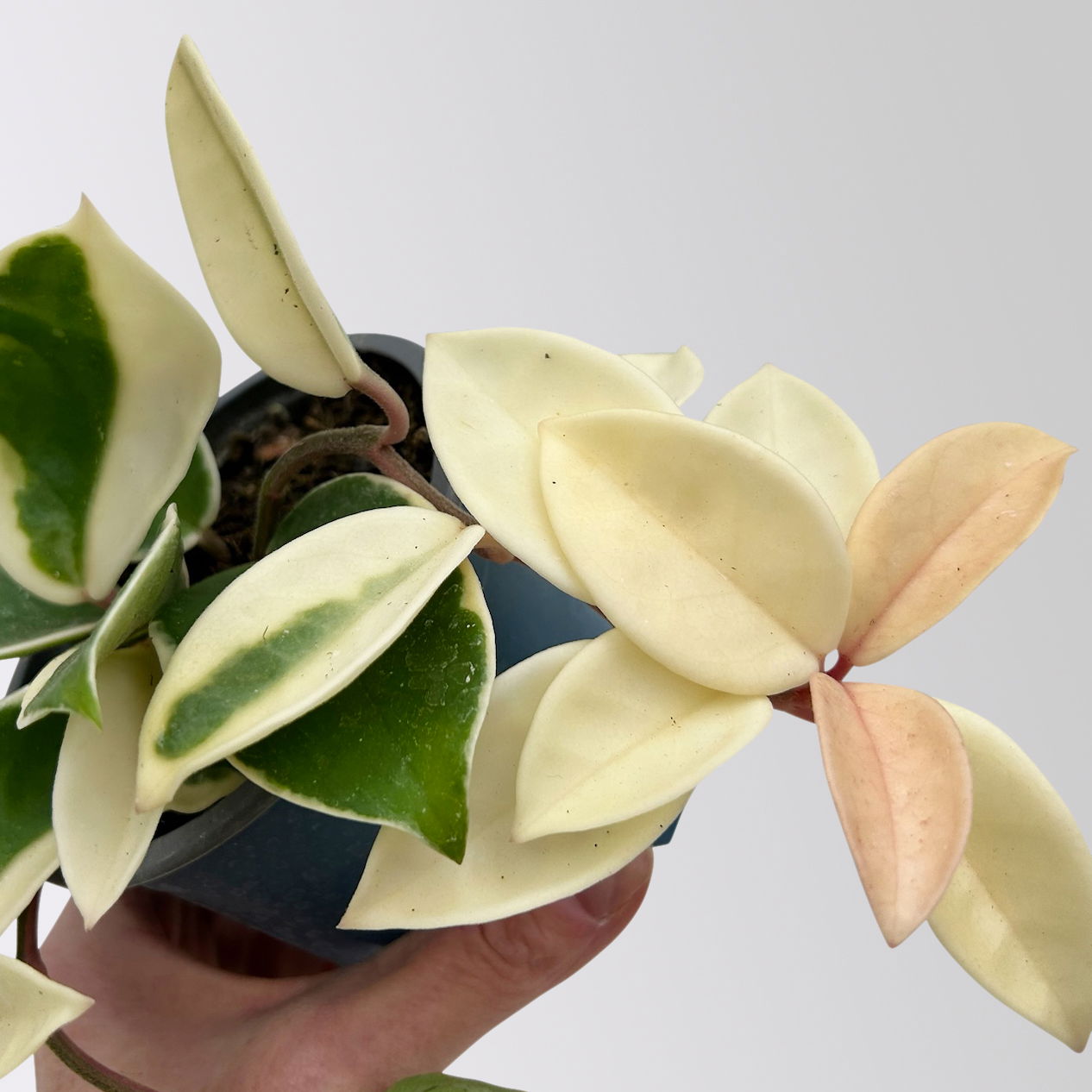 Bio Porzellanblume 'Krimson Queen', Topf-Ø 10,5 cm, 3 Pflanzen