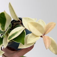 Bio Porzellanblume 'Krimson Queen', Topf-Ø 10,5 cm, 3 Pflanzen