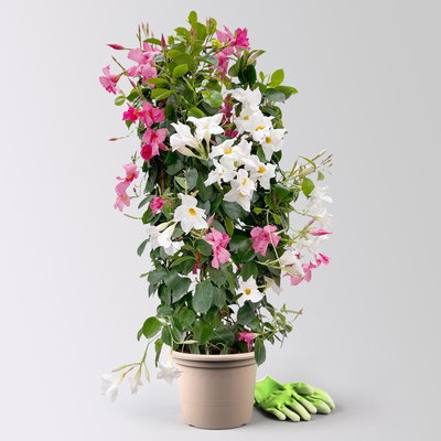 Dipladenie 'Duo',rosa-weiß, Doppelbogen, Topf-Ø 21 cm,  Höhe ca. 90 cm