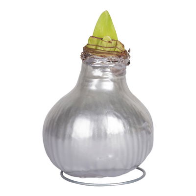 Amaryllis in Wachs XL, Dekor 'Superior Silber', Blüte rot Amaryllis in Wachs XL, Dekor 'Superior Silber', Blüte rot