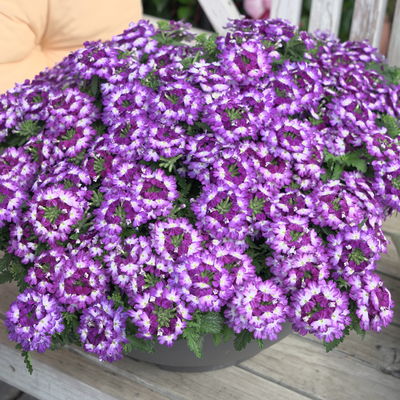 Eisenkraut, blau-weiß, Topf-Ø 12 cm, 6 Pflanzen