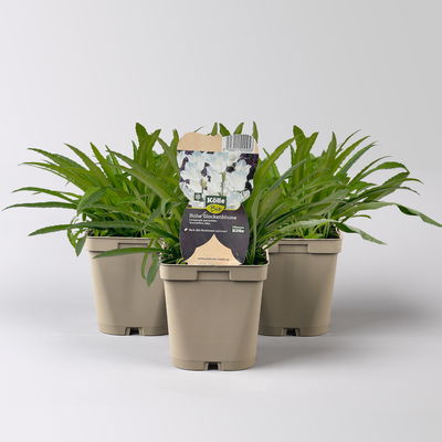 Bio Glockenblume 'Grandiflora Alba' weiß, Topf 11x11 cm, 3 Pflanzen Bio Glockenblume 'Grandiflora Alba' weiß, Topf 11x11 cm, 3 Pflanzen