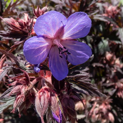 Storchschnabel 'Midnight Reiter', blau, Topf 11x11 cm, 3 Pflanzen
