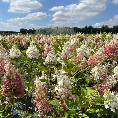 Rispenhortensie 'Pinky Winky'® DVP PinkyⓈ, Höhe ca. 30-40 cm, Topf 5 Liter Rispenhortensie 'Pinky Winky'® DVP PinkyⓈ, Höhe ca. 30-40 cm, Topf 5 Liter