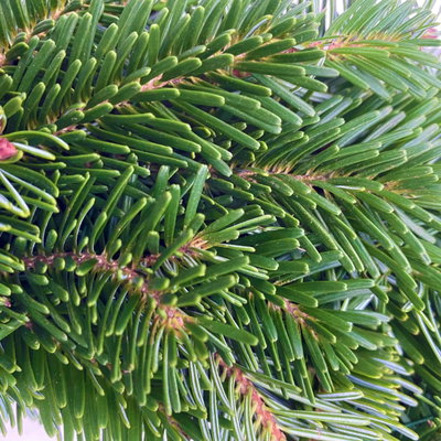 Adventskranz, Nordmanntanne, halbrund gebunden, 30 cm Ø Adventskranz, Nordmanntanne, halbrund gebunden, 30 cm Ø