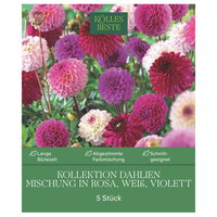 Kölles Beste Dahlien Mischung rosa weiß violett, Größe 1, 5 Blumenknollen