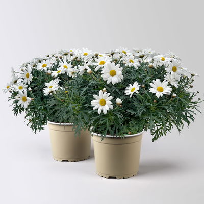 Margerite 'Stella', weiß, Topf-Ø 19 cm, 2 Pflanzen