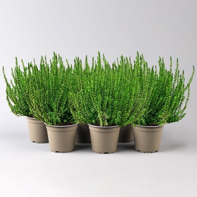 Knospenheide'Picasso', grün gefärbt, Topf-Ø 12 cm, 6 Pflanzen Knospenheide'Picasso', grün gefärbt, Topf-Ø 12 cm, 6 Pflanzen