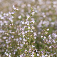 Bio Bergminze, blauviolett, Topf 11x11 cm, 3 Pflanzen Bio Bergminze, blauviolett, Topf 11x11 cm, 3 Pflanzen