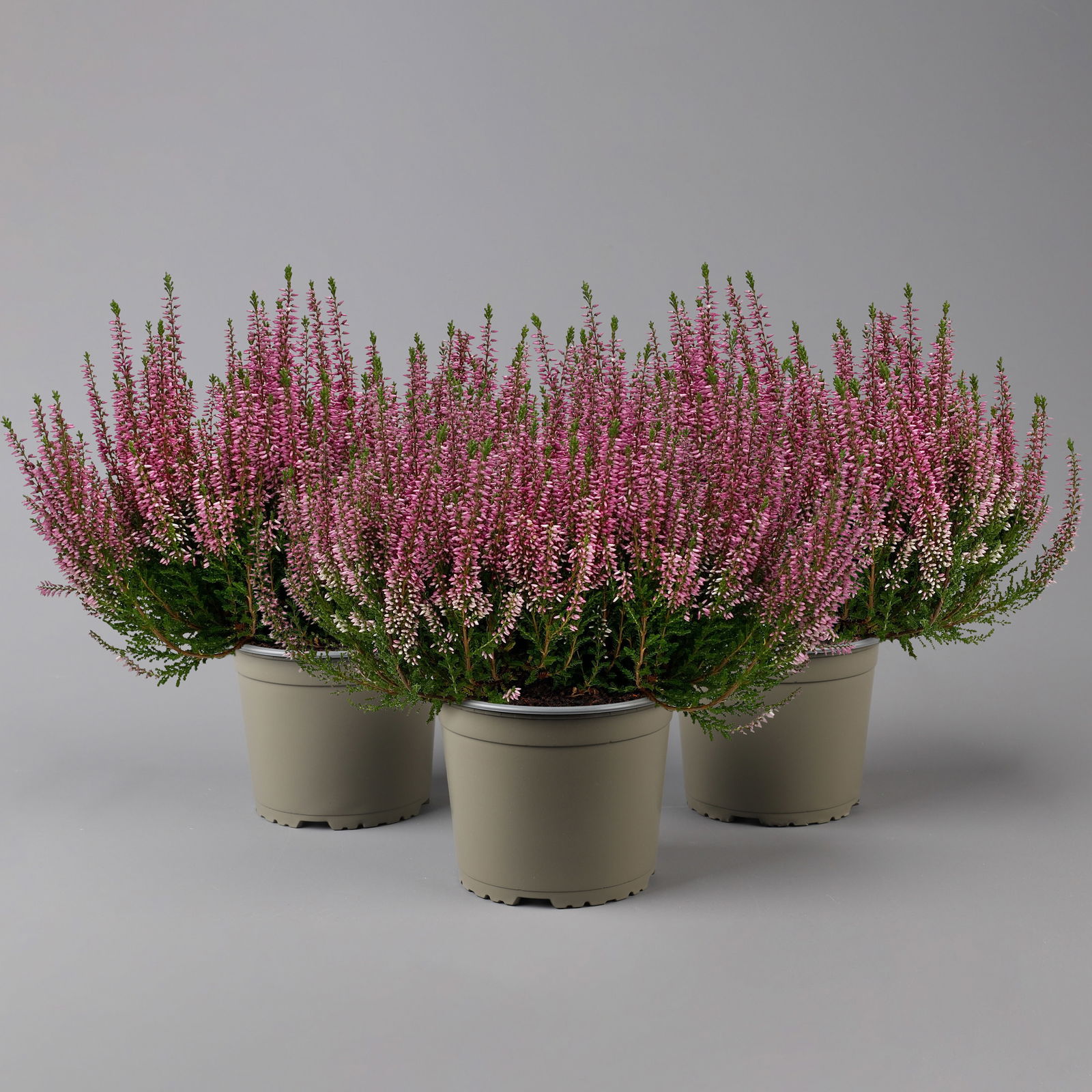 Knospenheide, rosa, Topf-Ø 17 cm, 3er-Set