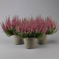 Knospenheide, rosa, Topf-Ø 17 cm, 3er-Set