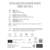 Strahlen-Anemonen Blanda, Größe 5+, 15 Blumenzwiebeln Strahlen-Anemonen Blanda, Größe 5+, 15 Blumenzwiebeln