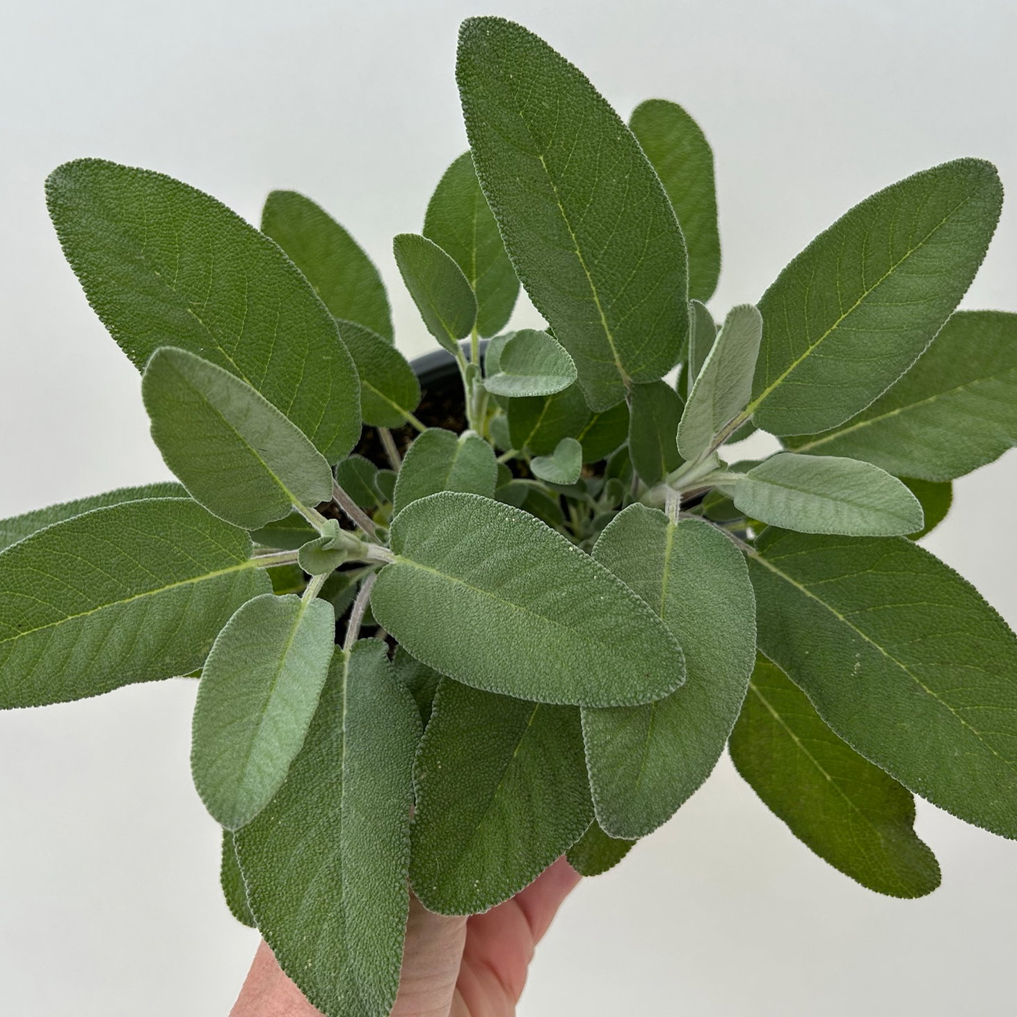 Sunny Herbs® Salbei großblättrig, Topf-Ø 14cm, 6 Pflanzen