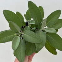 Sunny Herbs® Salbei großblättrig, Topf-Ø 14cm, 6 Pflanzen