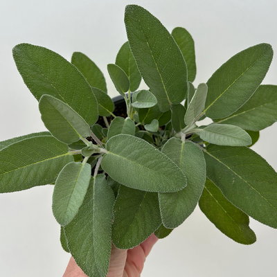 Sunny Herbs® Salbei großblättrig, Topf-Ø 14cm, 6 Pflanzen