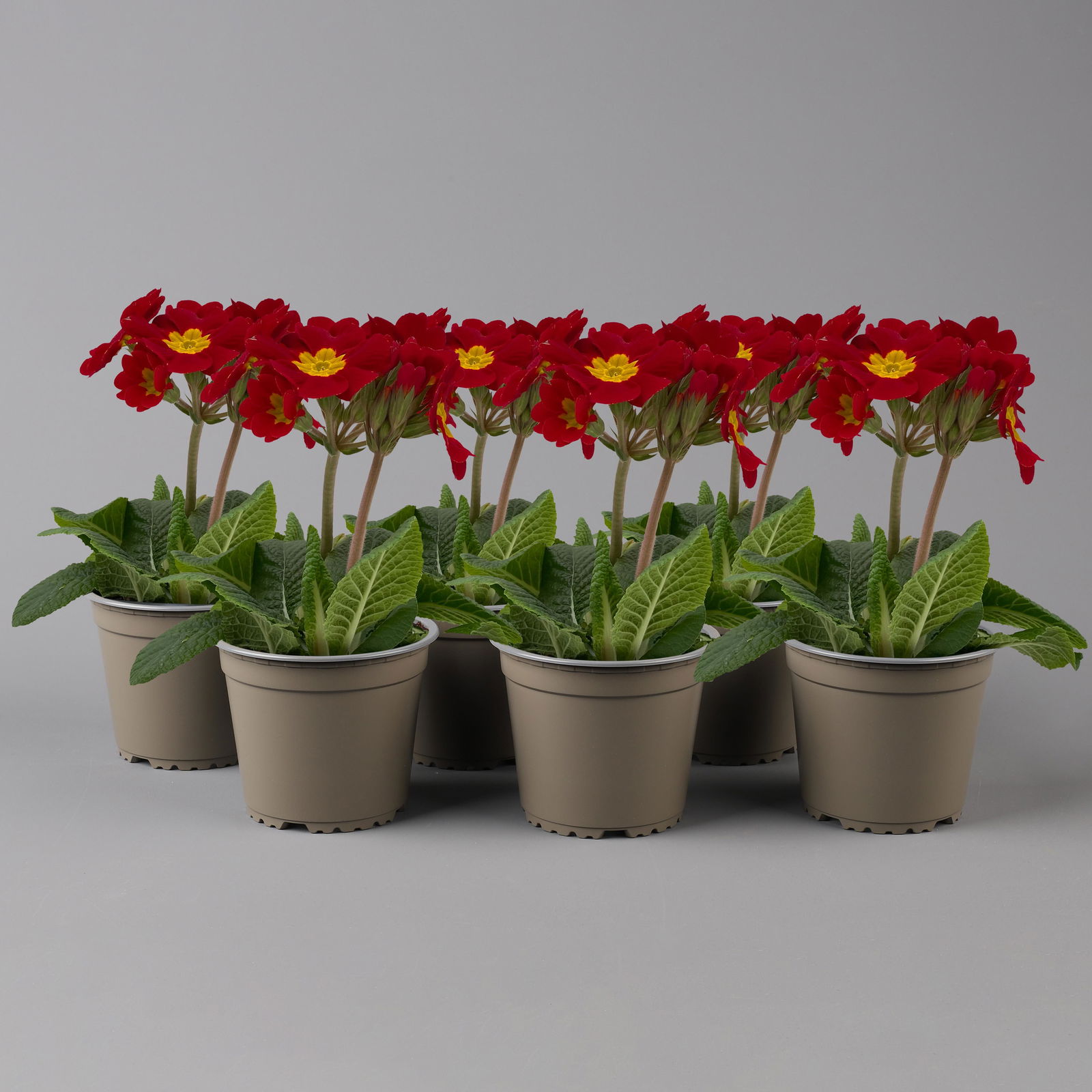 Hohe Schlüsselblume 'Inara® Red' rot, Topf-Ø 13 cm, 6er-Set