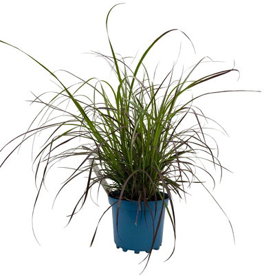 Lampenputzergras 'Rubrum' rot, einjährig, Topf-Ø 19 cm