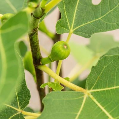 Feige 'Firoma'®, 2er-Set, Höhe 40-60 cm, Topf 5 Liter