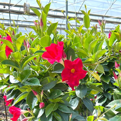 Dipladenie, rot, Herzform, Topf-Ø 17 cm, Höhe ca. 55 cm