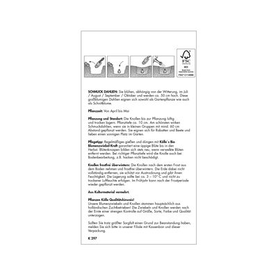 Kölles Beste Dekorative-Dahlie Kölles Beste Dekorative-Dahlie