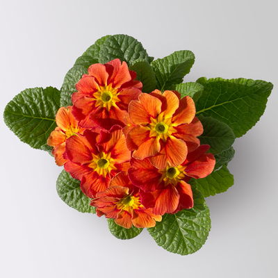 Primel 'Tagetes', gelb-orange-rot, Farben zufällig, Topf-Ø 11 cm, 8 Pflanzen