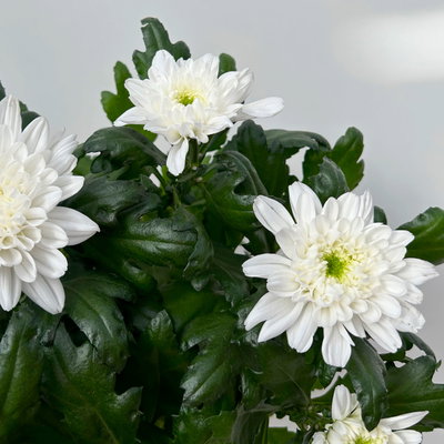 Chrysantheme 'Chrysanne® Zembla', weiß, großblumig, Topf-Ø 17 cm, 2 Pflanzen