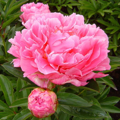 Pfingstrose 'Alexander Fleming' rosa, Topf 3 Liter Pfingstrose 'Alexander Fleming' rosa, Topf 3 Liter