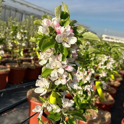 Kölle Bio Säulenapfel 'Rhapsodie'Ⓢ, Unterlage MM 111,  Topf 10 Liter