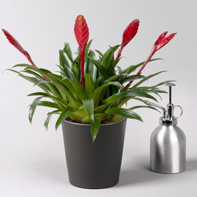 Vriesea 'Multiflower Astrid', rot, im Übertopf Dallas anthrazit, Topf-Ø 12 cm Vriesea 'Multiflower Astrid', rot, im Übertopf Dallas anthrazit, Topf-Ø 12 cm