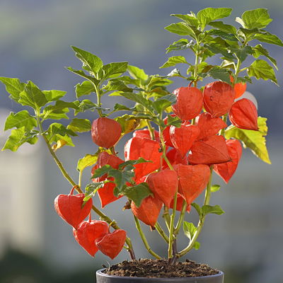 Bio Lampionblume, orange, Topf 11x11 cm, 3 Pflanzen Bio Lampionblume, orange, Topf 11x11 cm, 3 Pflanzen