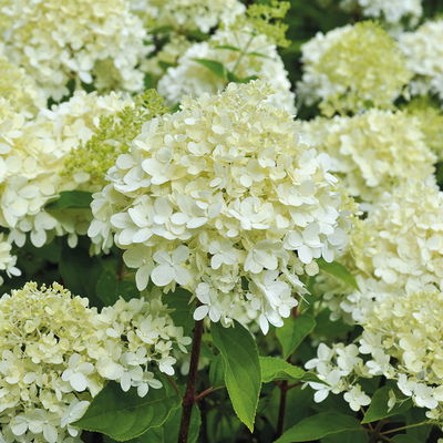 Rispenhortensien-Kollektion 'Weiss' (Hydrangea paniculata), 3er-Set, Topf 4,6 l Rispenhortensien-Kollektion 'Weiss' (Hydrangea paniculata), 3er-Set, Topf 4,6 l
