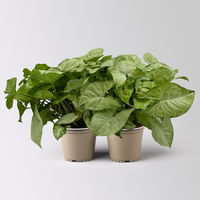Syngonium 'White Butterfly', Topf-Ø 12cm, 2 Pflanzen