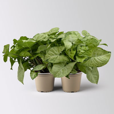 Syngonium 'White Butterfly', Topf-Ø 12cm, 2 Pflanzen Syngonium 'White Butterfly', Topf-Ø 12cm, 2 Pflanzen