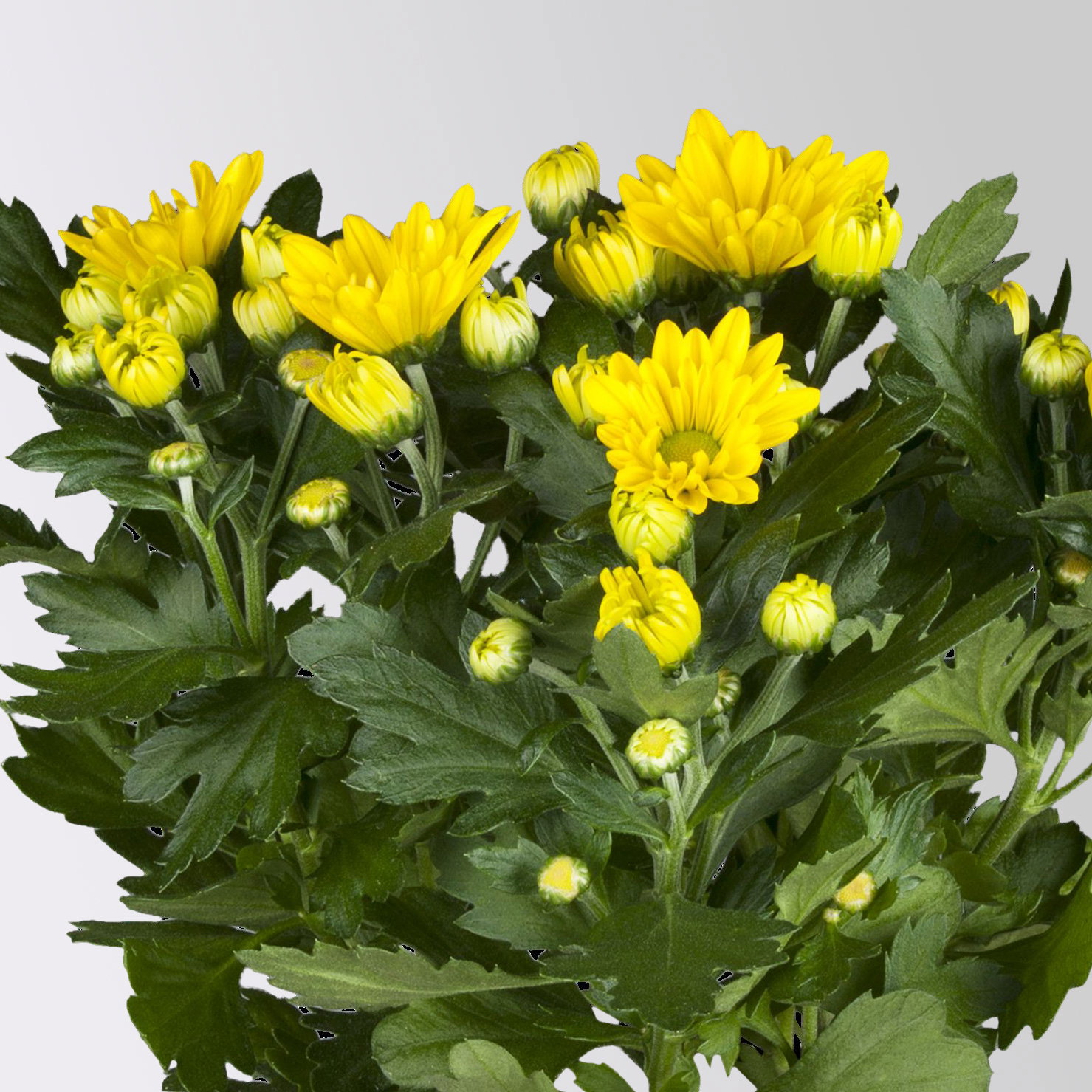 Chrysanthemen, gelb, Topf-Ø 12 cm, 6 Pflanzen Chrysanthemen, gelb, Topf-Ø 12 cm, 6 Pflanzen