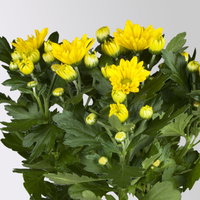 Chrysanthemen, gelb, Topf-Ø 12 cm, 6 Pflanzen Chrysanthemen, gelb, Topf-Ø 12 cm, 6 Pflanzen