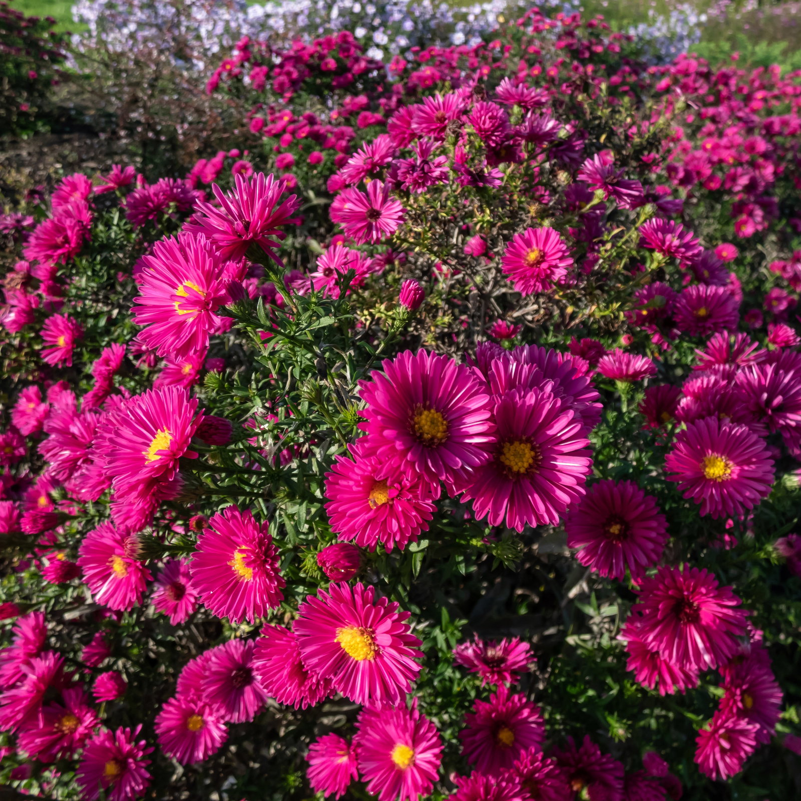 Bio Kissenaster 'Jenny', purpurrot, Topf 11x11 cm, 3Pflanzen Bio Kissenaster 'Jenny', purpurrot, Topf 11x11 cm, 3Pflanzen